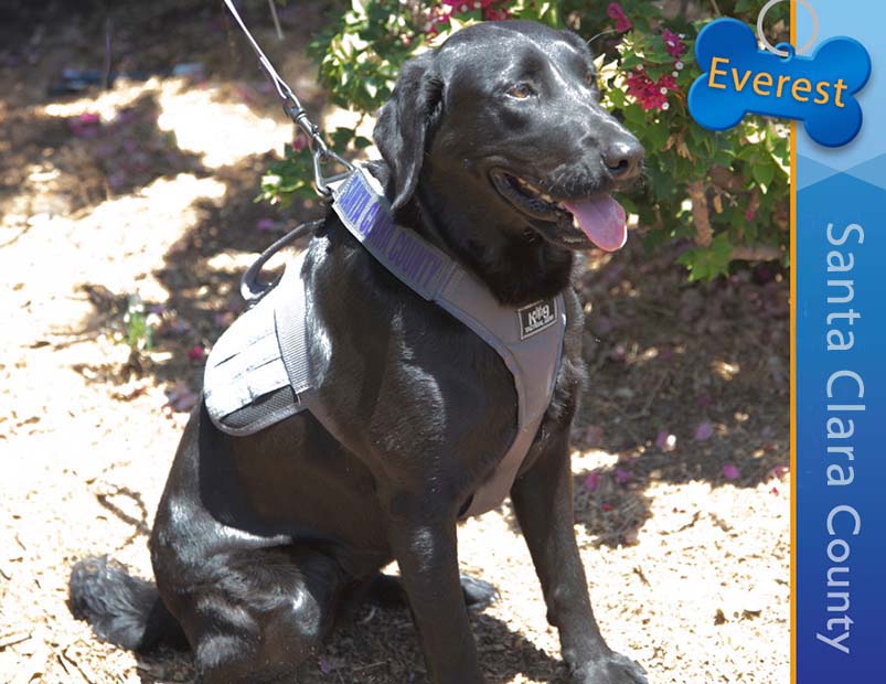 Detector Dog Everest, Santa Clara County