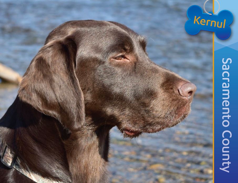 Detector Dog Kernul Detector Dog Kernul, Sacramento County