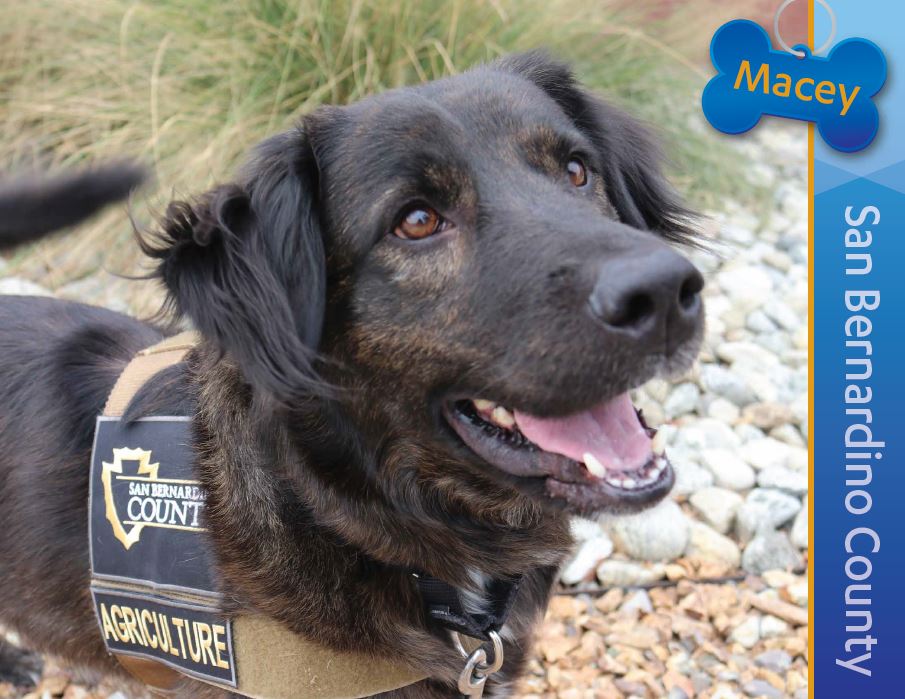 Detector Dog Macey Detection Dog Macey, San Bernardino County
