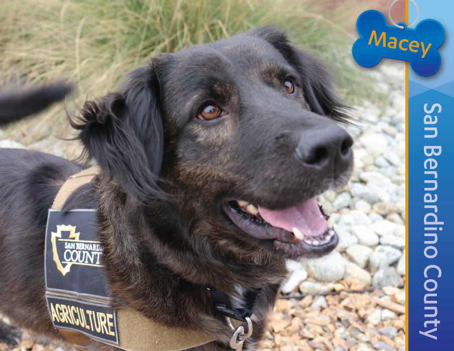 Detection Dog Macey, San Bernardino County