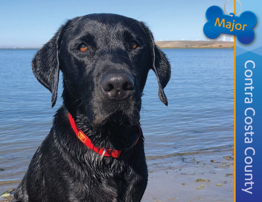 Detector Dog Major, Contra Costa County