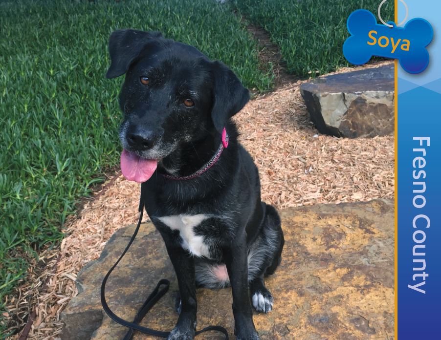 Detector Dog Soya, Fresno County