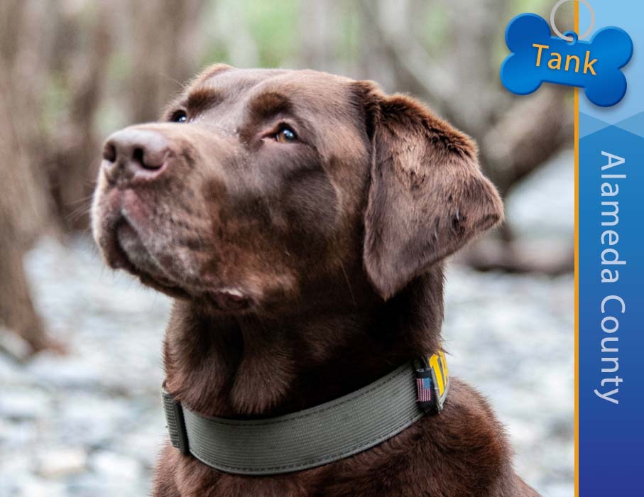 Detector Dog Tank, Santa Clara County