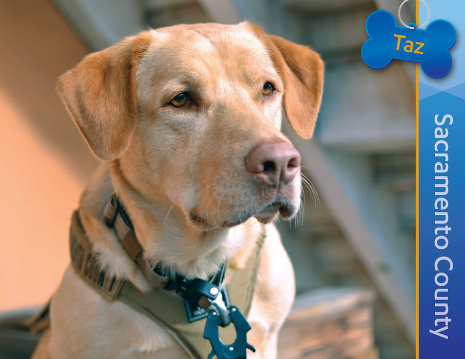 Detector Dog Taz, Sacramento County