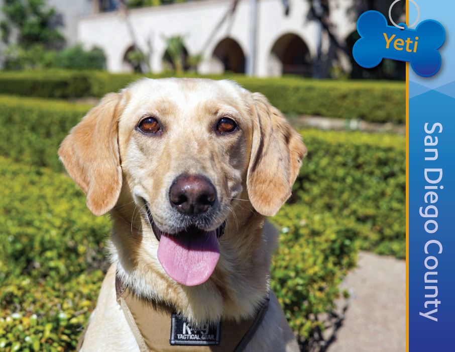 Detector Dog Yeti, San Diego County