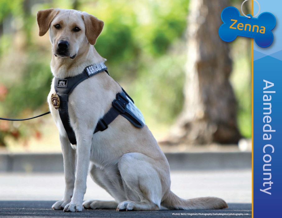 Detector Dog Zenna, Alameda County