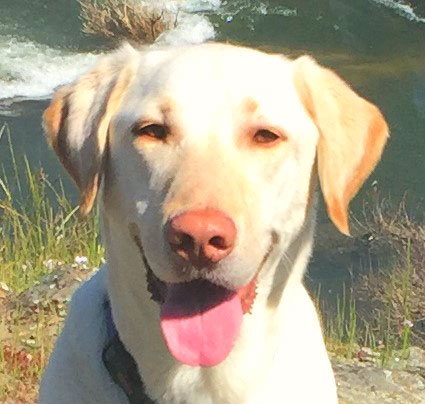 Tanner, Detector Dog