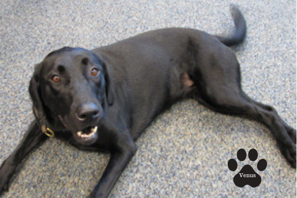 Detector Dog Venus Detector Dog Venus