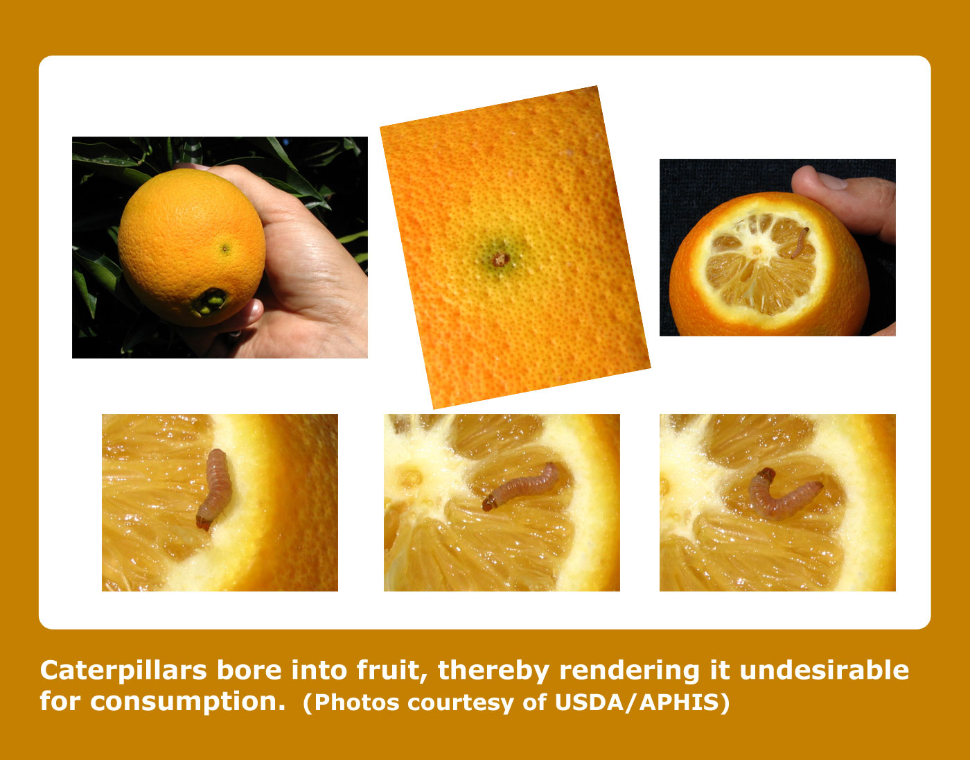 CDFA Plant Health False Codling Moth Pest Profile