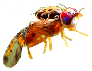 Mediterranean Fruit Fly