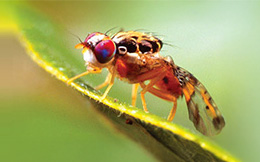 Medfly