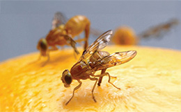 Mexican Fruit Fly
