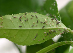 asian citrus psyllid