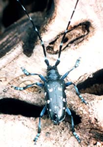 Asian Longhorned Beetle