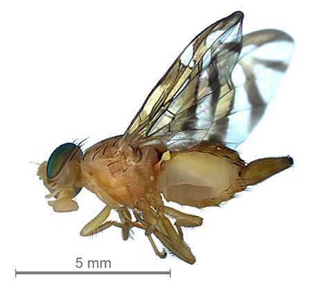 West Indian Fruit Fly