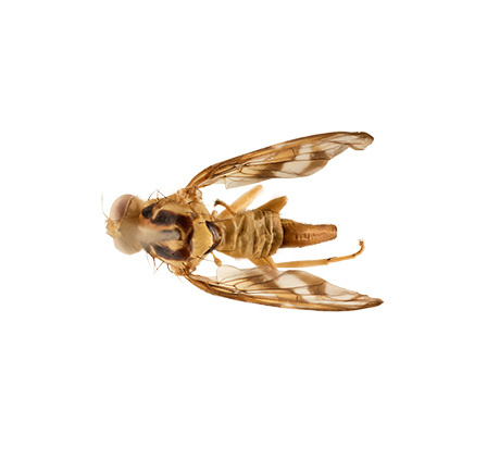 Anastrepha striata Fruit Fly