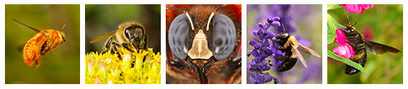 Pollinator Protection Banner (Click on image for citation document)