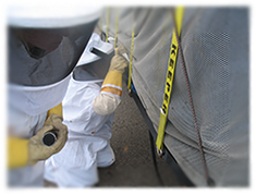 Bee Inspection - Needles Border Station