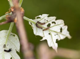 Spongy Moth