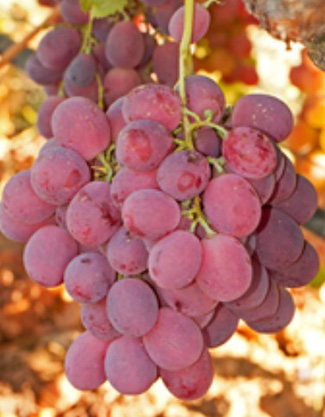 bunch of purple grapes