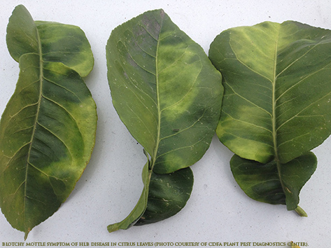 Blotchy Mottle Symptom of HLB disease in Citrus leaves (Photo courtesy of CDFA Plant Pest Diagnostics Center)