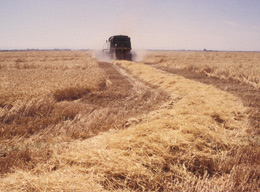 Karnal Bunt (Photo Source: Gerald Holmes, Bugwood.org)