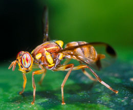 Melon Fly Melon Fly (Photo Source: Scott Bauer, USDA - forestryimages.org)