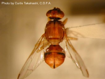 Peach Fruit Fly Peach Fruit Fly