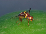 Queensland Fruit Fly
