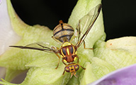 Tau Fly