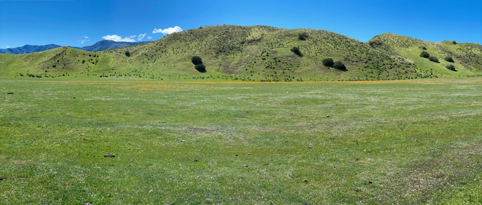 Grass range with mountains in background