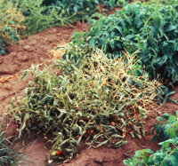 Damaged tomato plant
