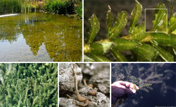 collage of hydrilla images