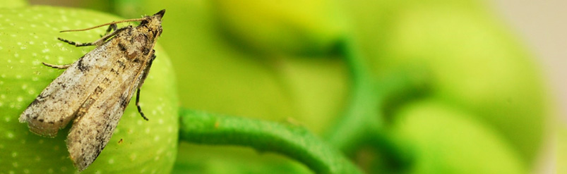 Close-up of a navel orangeworm on a leaf