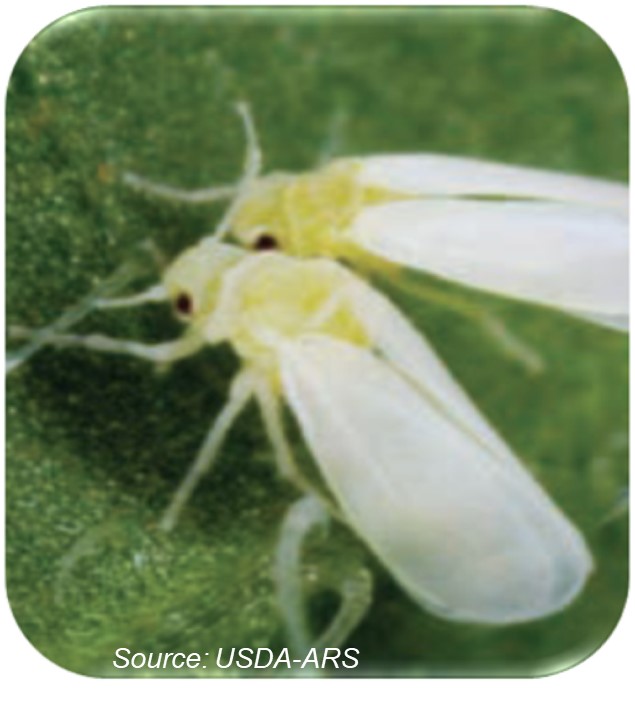 silverleaf whitefly