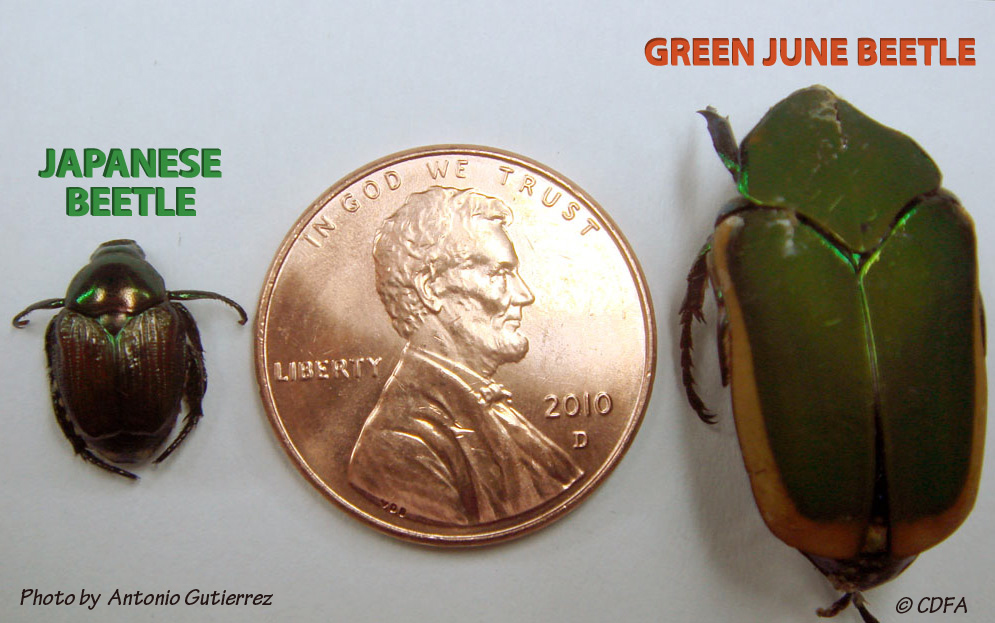 cdfa plant japanese beetle japanese beetles life cycle