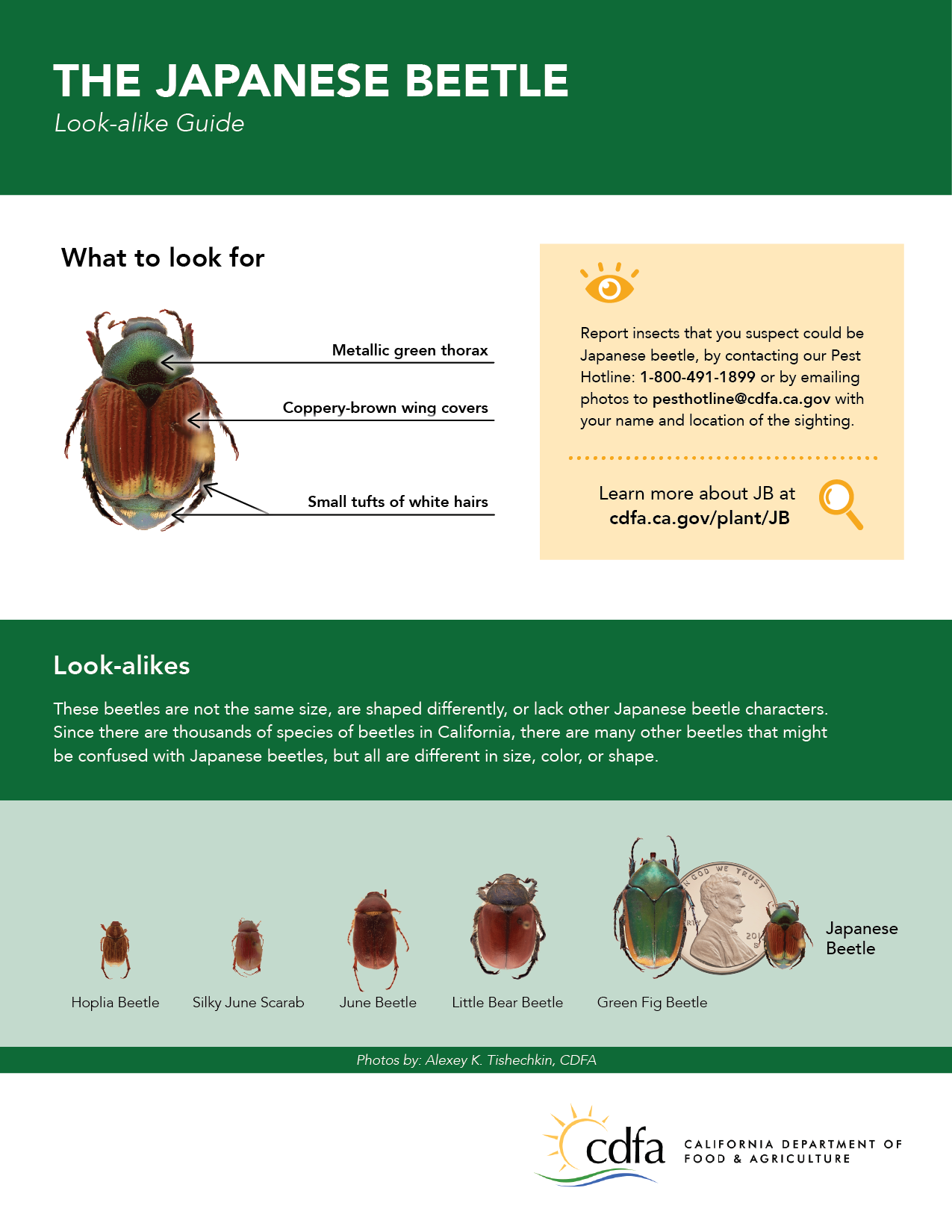 Native plant pests  Agriculture and Food