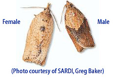 Light Brown Apple Moth adults, female (left) and male (right).