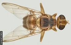 Malaysian Fruit Fly