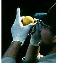 Target Pests and Diseases