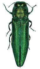 Adult emerald ash borer