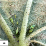 Aggregations of cotton jassid. Photo by Scott Graham, Auburn University