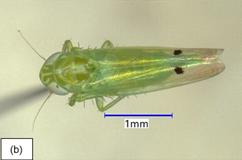 Microscopic image of cotton jassid. Photo by Isaac Esquivel, University of Florida