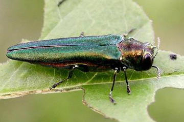 Adult emerald ash borer