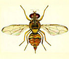 Guava Fruit Fly