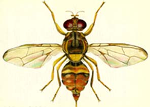 Guava Fruit Fly Guava Fruit Fly