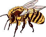 Africanized Honeybee