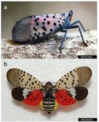 Lycorma delicatula adult at rest, and wings spread