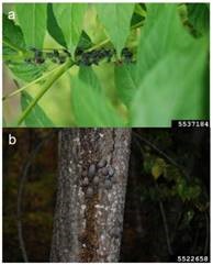 lycorma delicatula aggregations