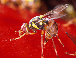 Malaysian Fruit Fly
